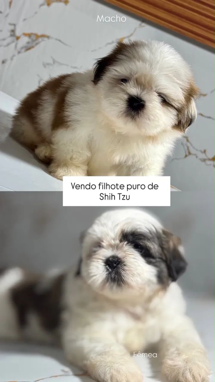Cachorro shitszu  - Foto 5
