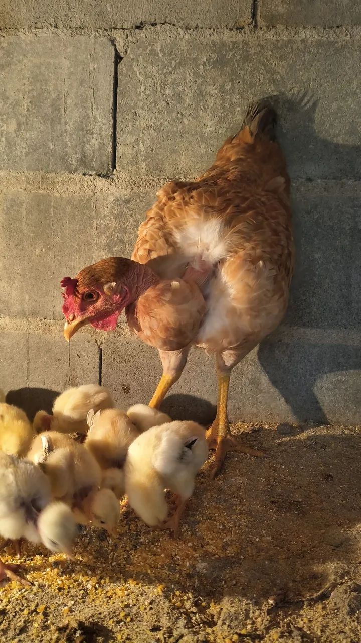 Galinha  - Foto 2