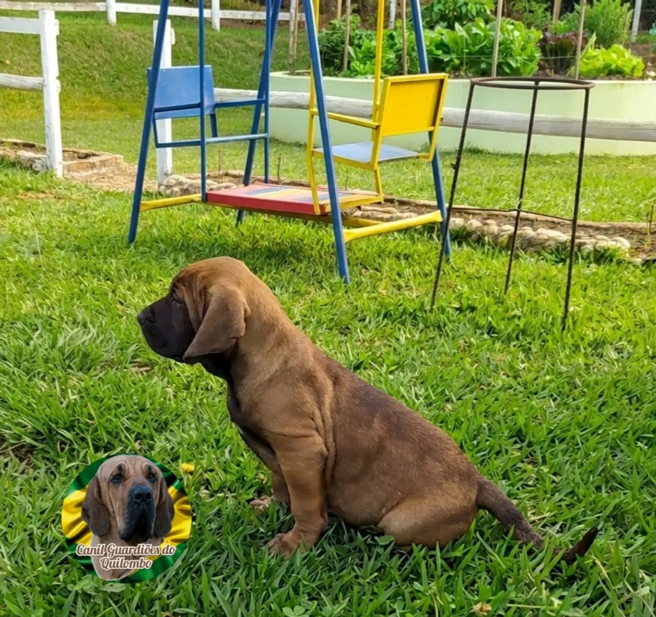 Fila Brasileiro  - Foto 4