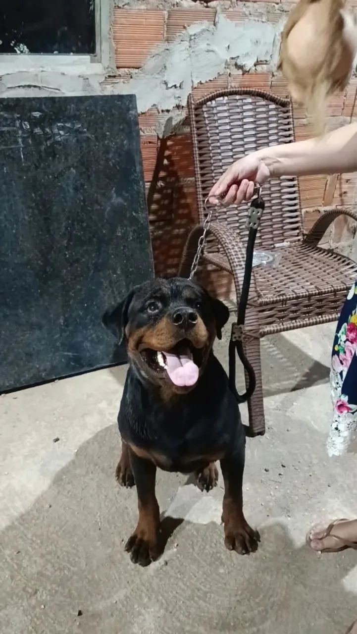 Filhotes de Rottweiler  - Foto 4