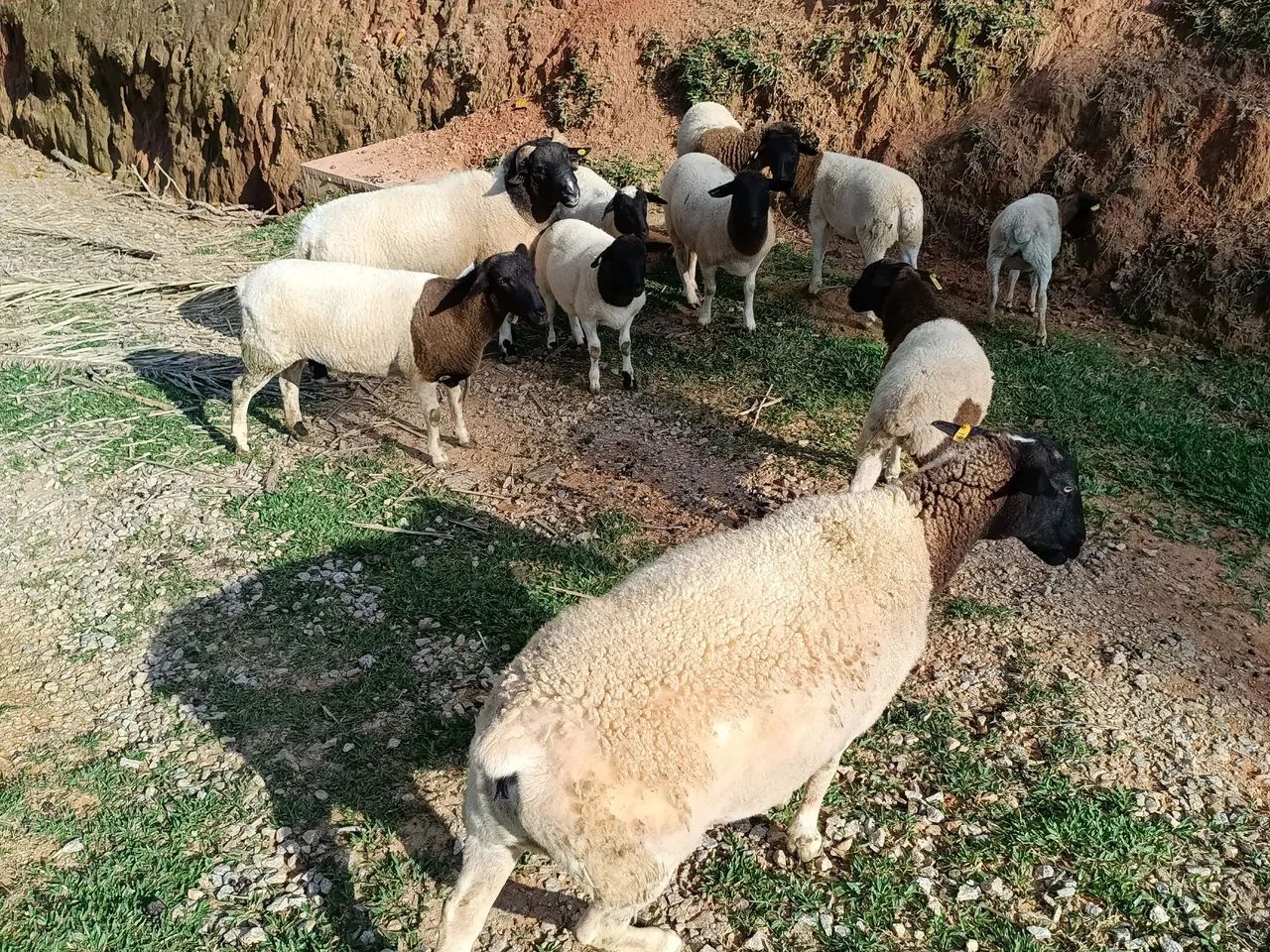 Dorper puras  - Foto 5
