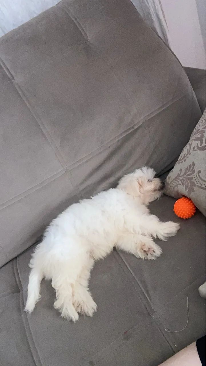 CACHORRO MALTÊS  - Foto 2
