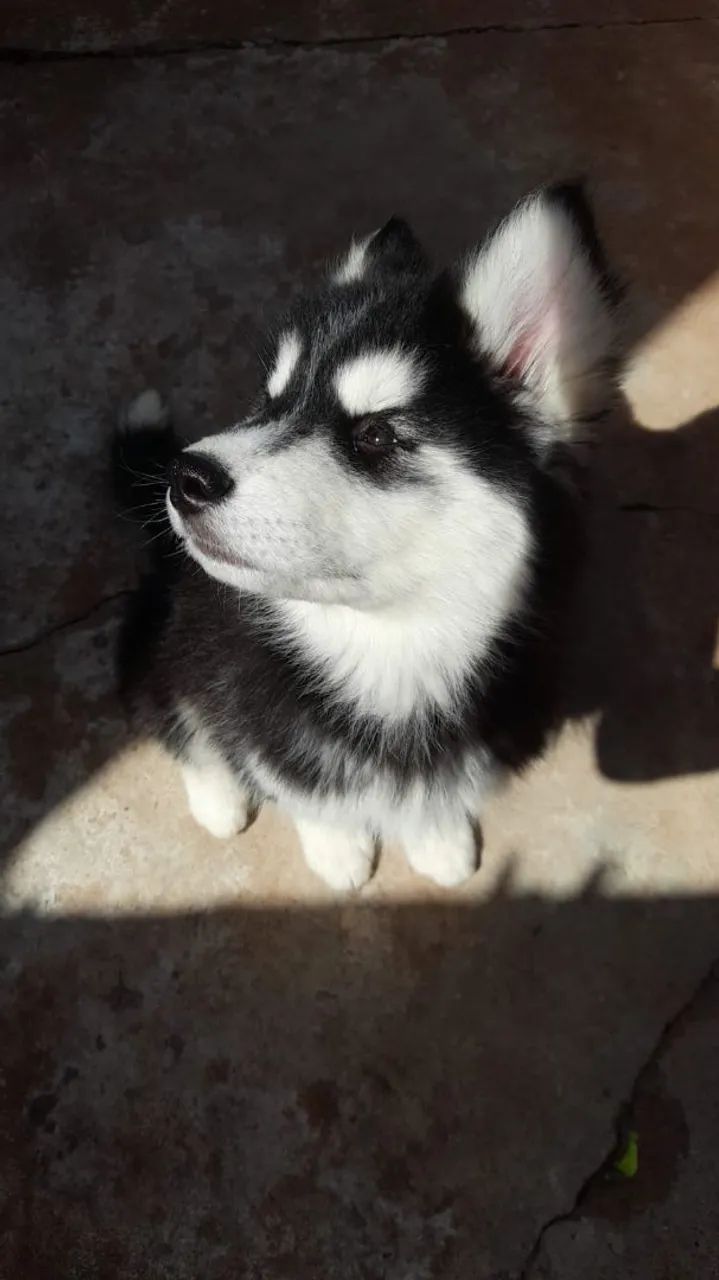 Filhote Macho Husky - Foto 2