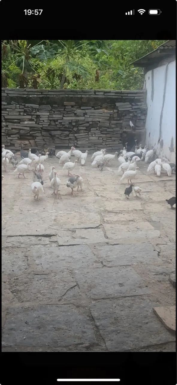 Galinhas da Angola  - Foto 2