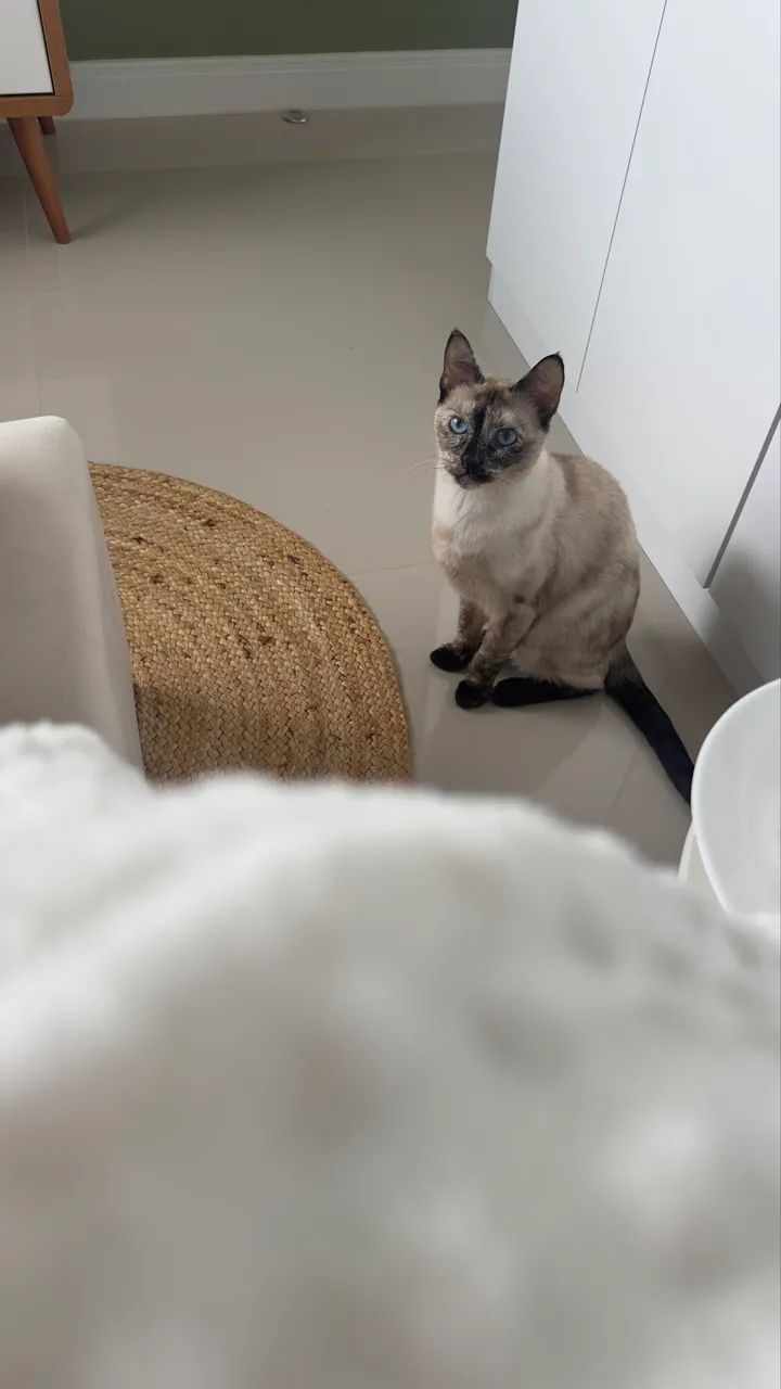 Gata  - Foto 2