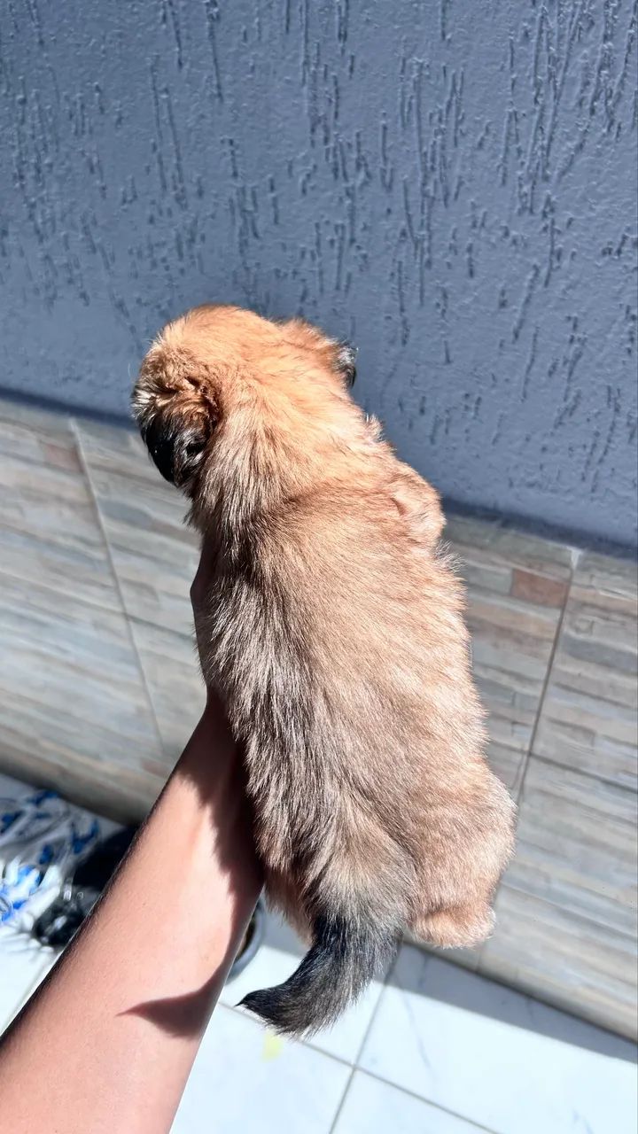 Cachorro  - Foto 3
