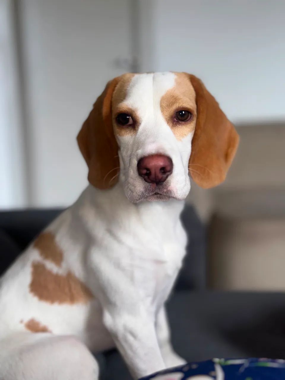 Beagle filhote  - Foto 5