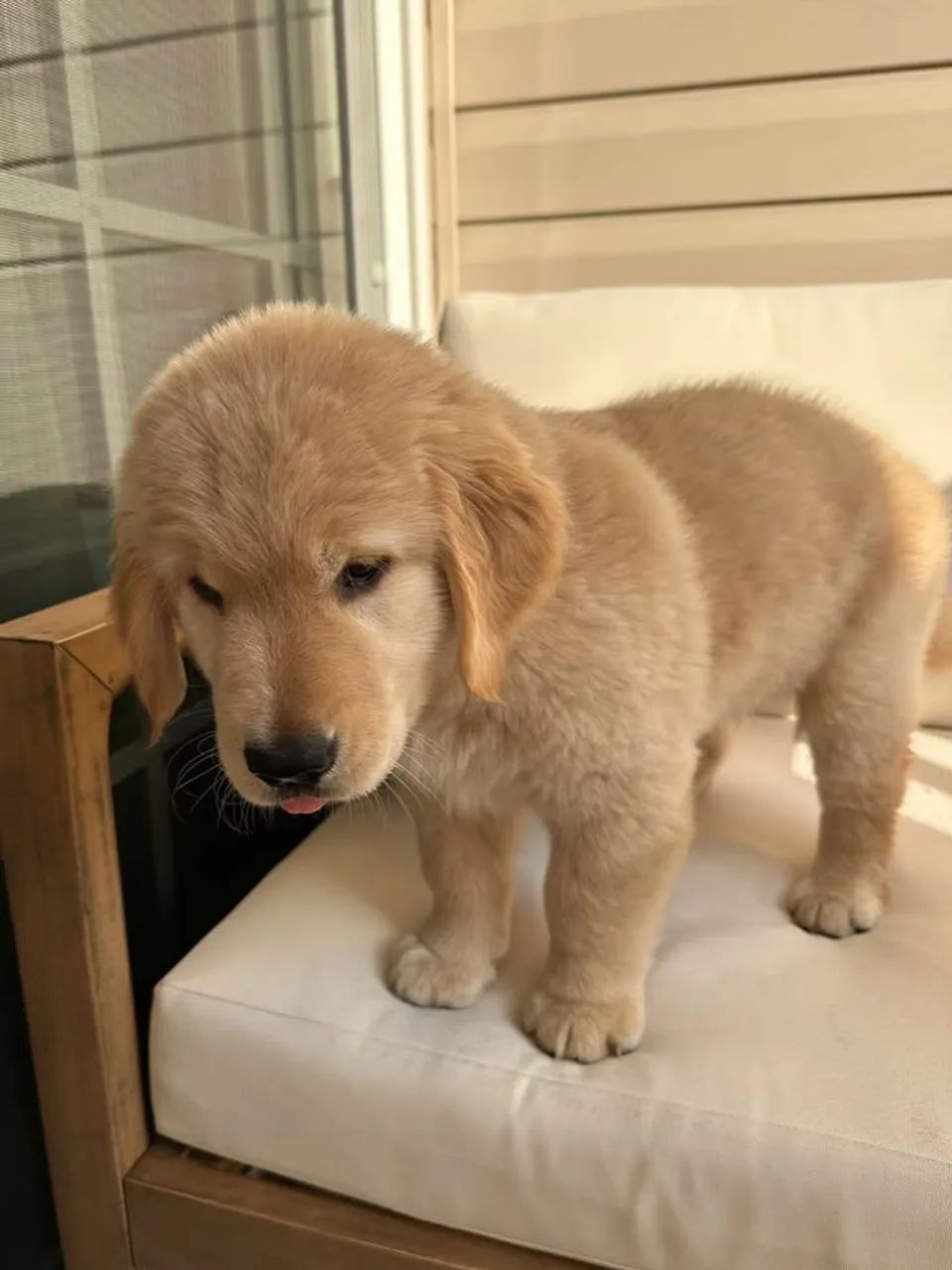 Golden 