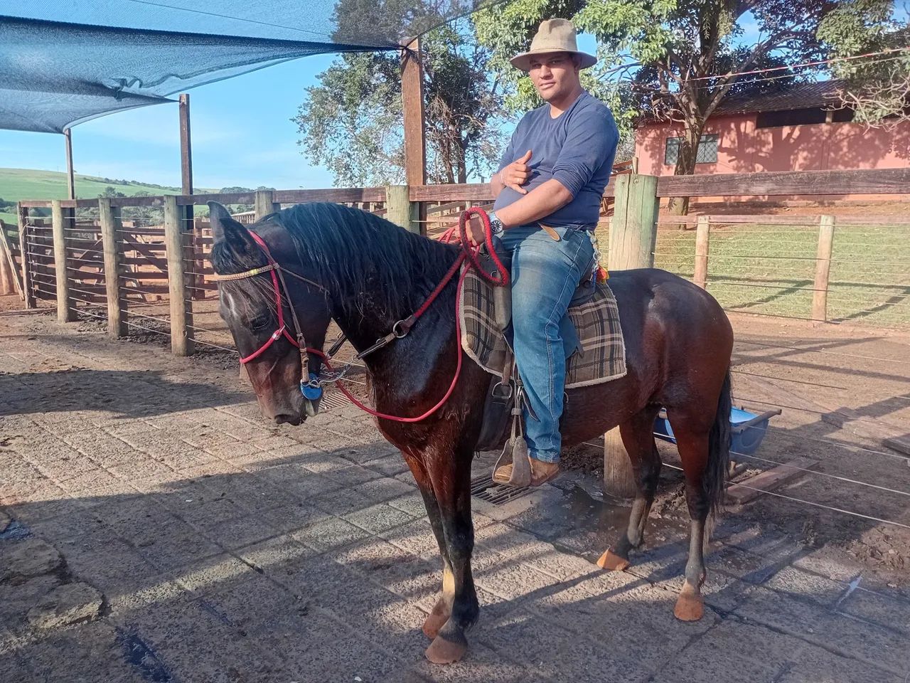 Cavalo mangalarga paulista  - Foto 6