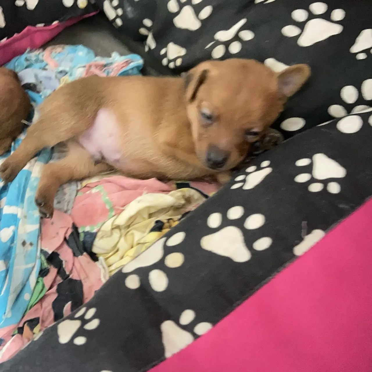Filhotes de pinscher número 1 - Foto 3