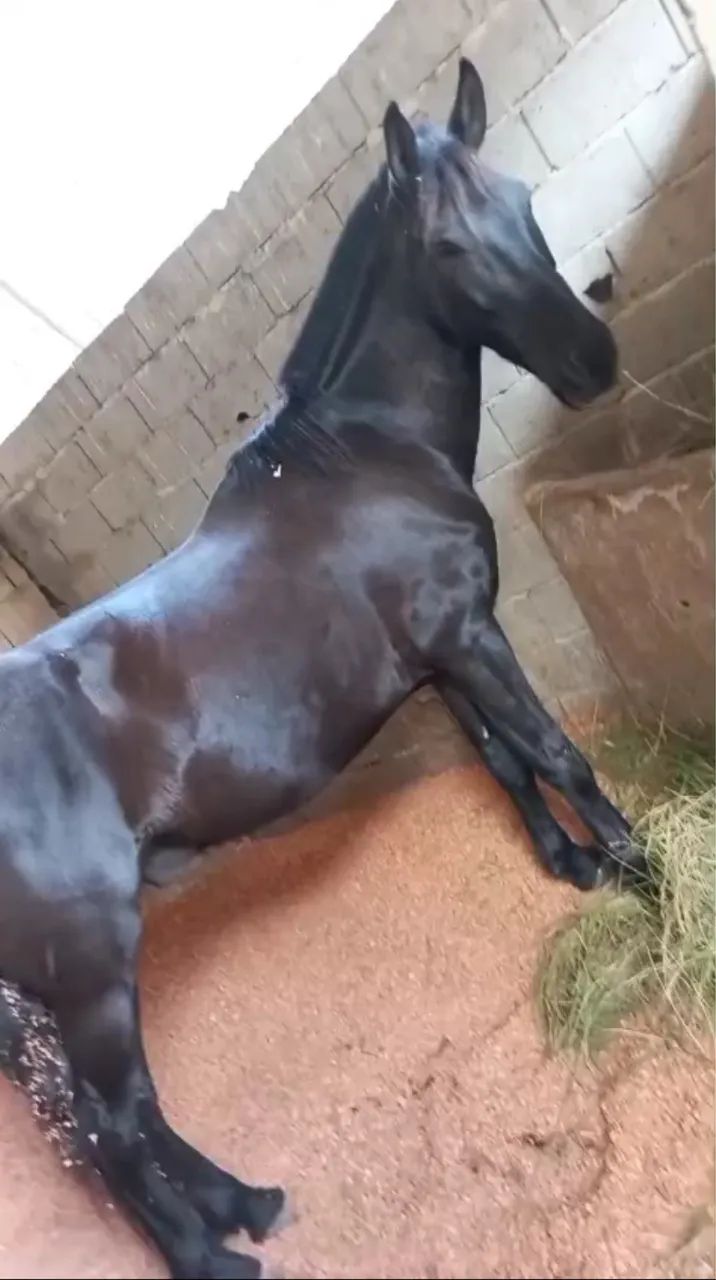 Vendo cavalo de CHARRETE e sela  - Foto 2