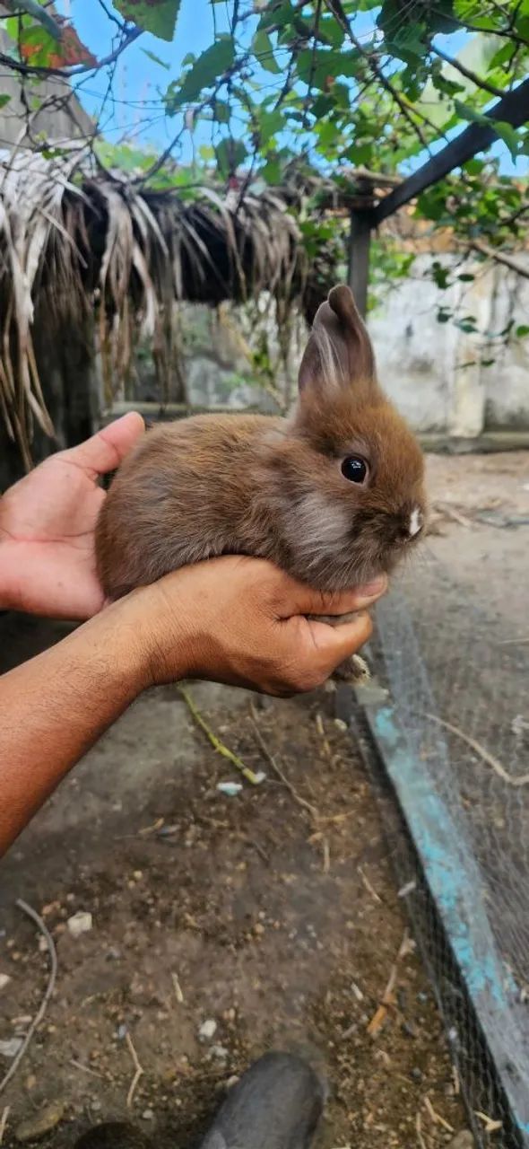 Coelhos cabeça do Leão  - Foto 2