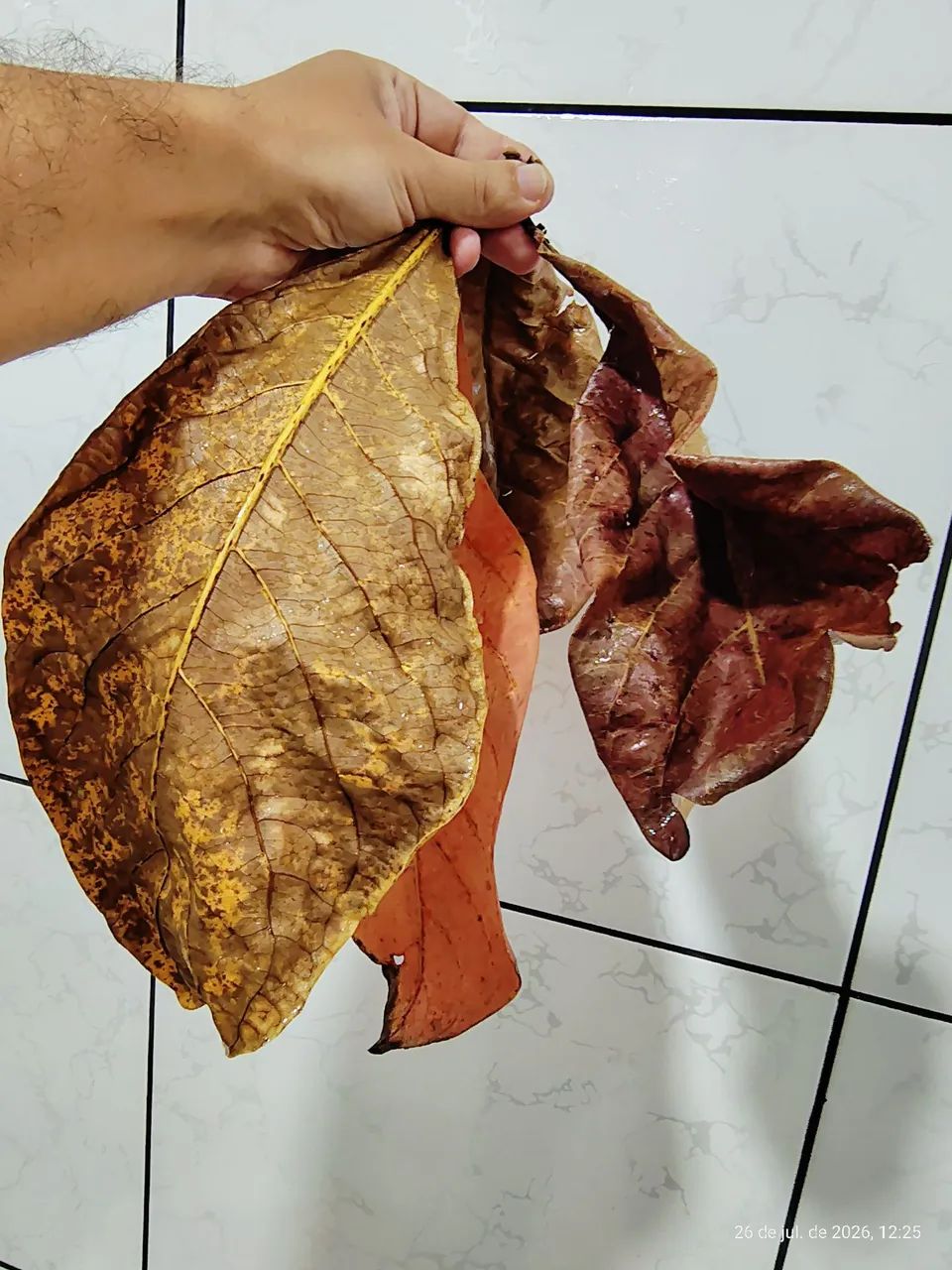 60 Folhas Castanhola, sete copas amendoeira
