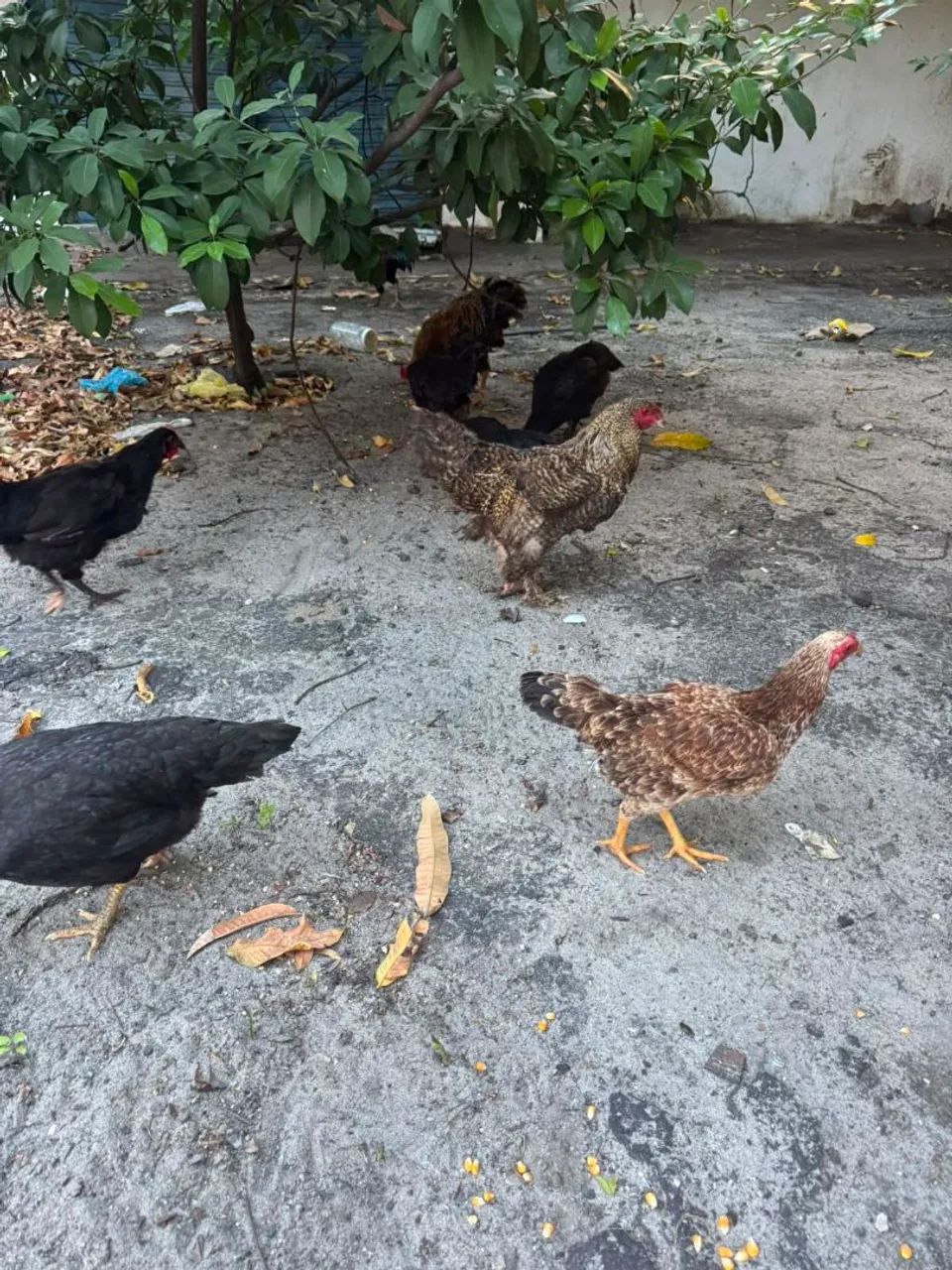 Galinhas caipira - Foto 4
