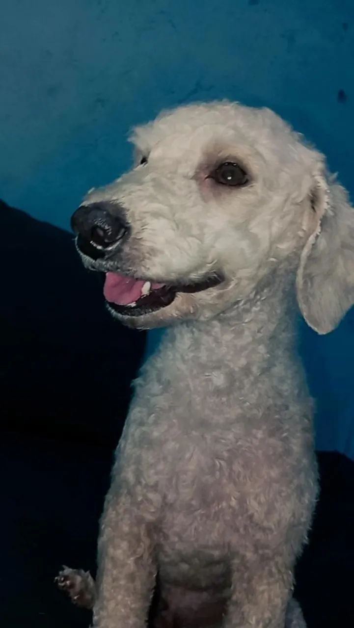 Poodle macho /cruza - Foto 5