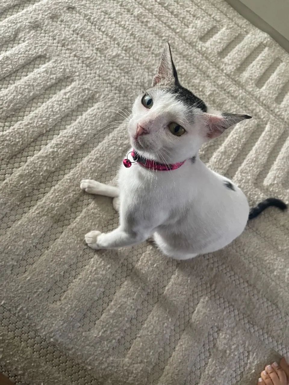 Gatinha castrada super dócil  - Foto 3