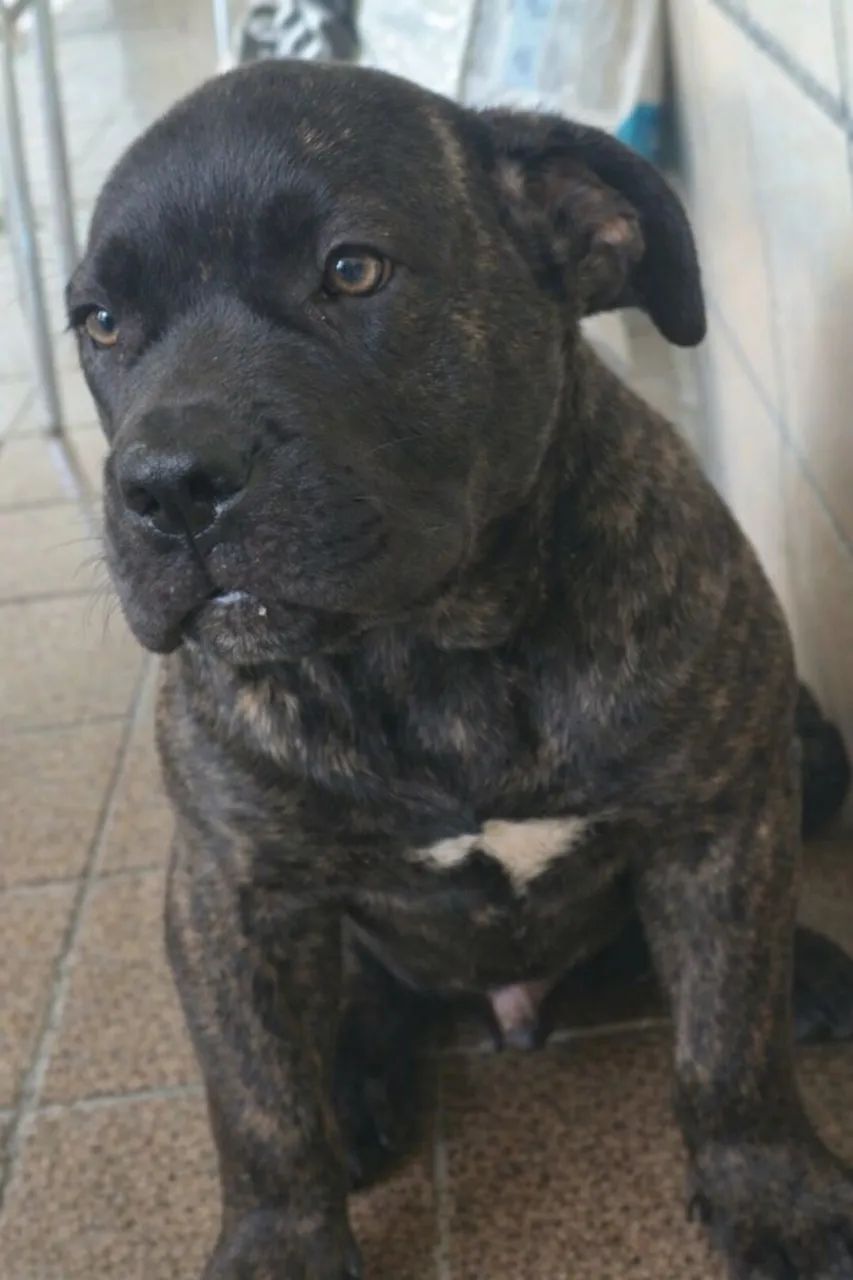 Filhotes Cane Corso - Foto 5