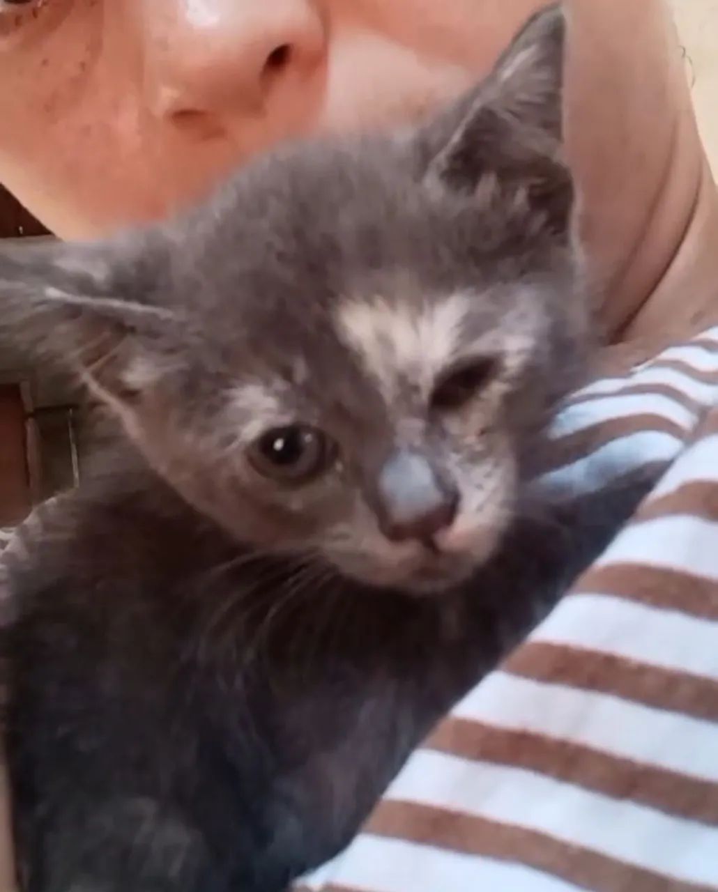 Doação de gato filhote  - Foto 5