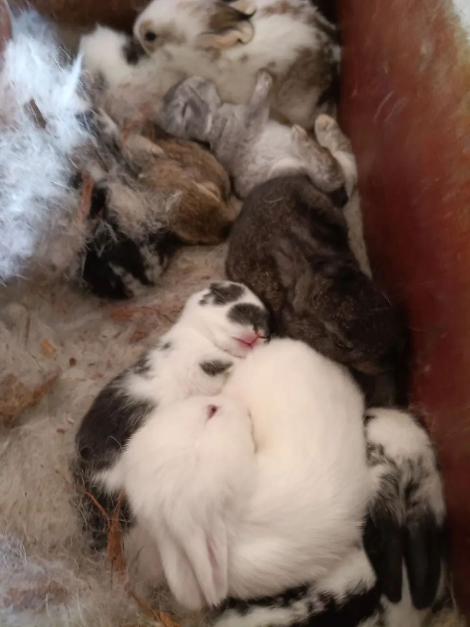 Coelhos  - Foto 2