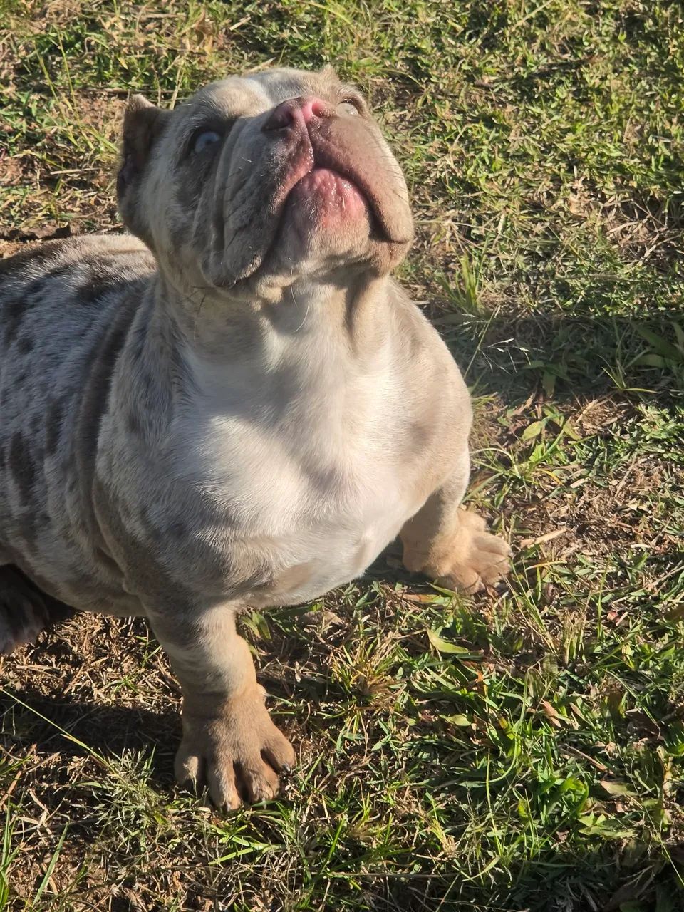 American Bully - Foto 4