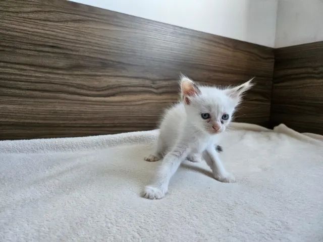 Doa-se Gatinhos - Foto 5