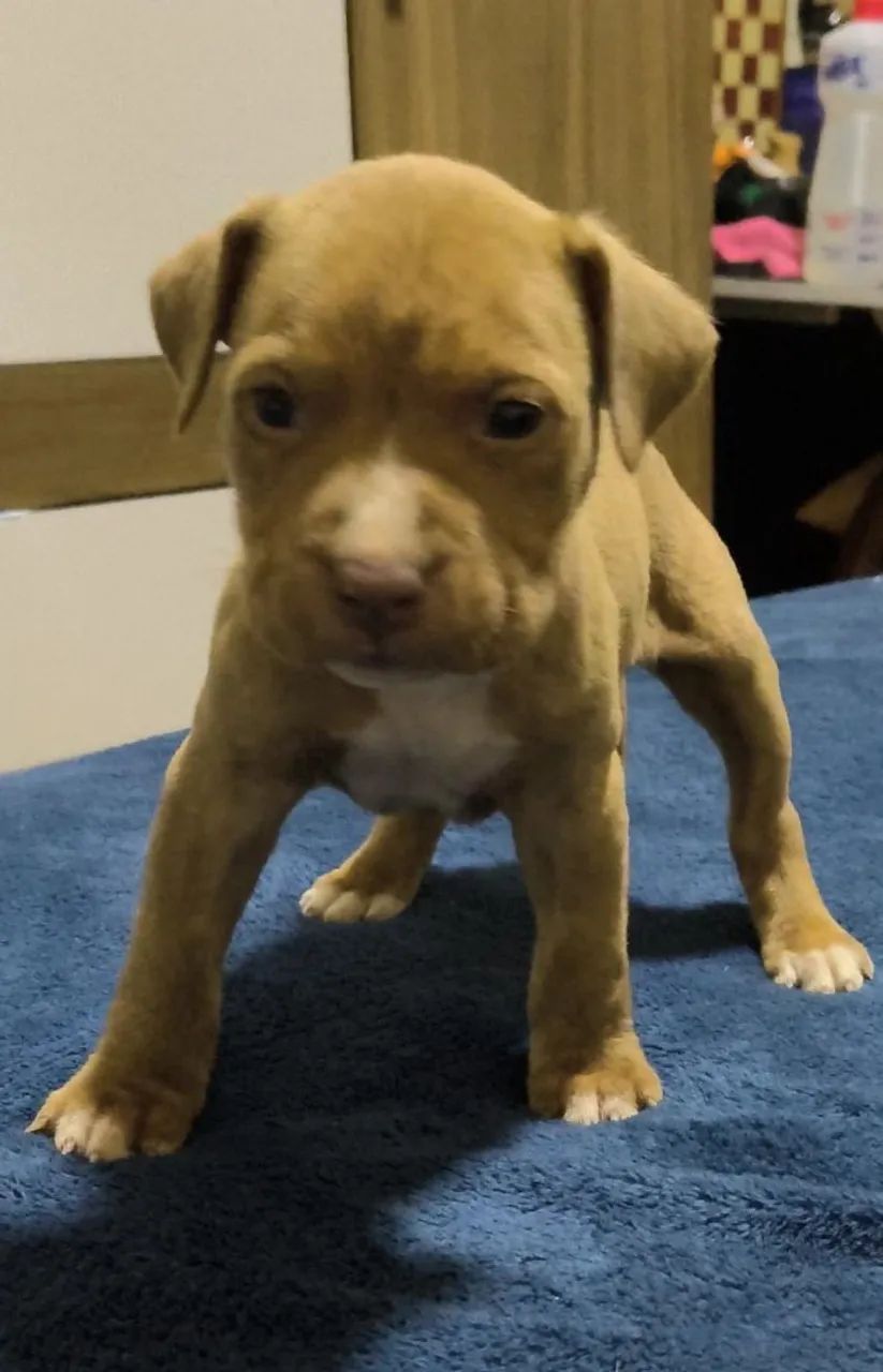 Filhotes de Pit bull - Foto 2