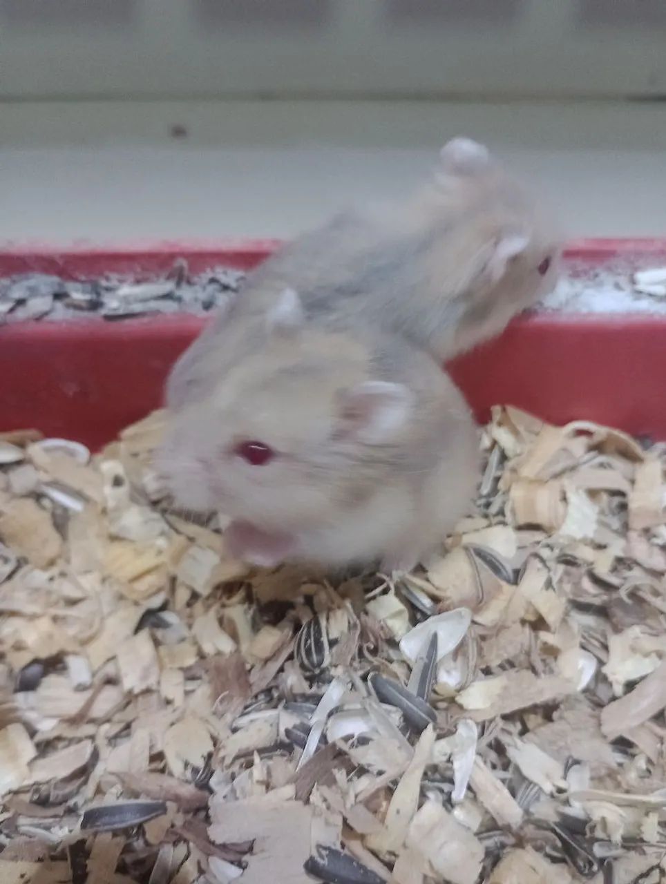 Hamster anão russo  - Foto 4