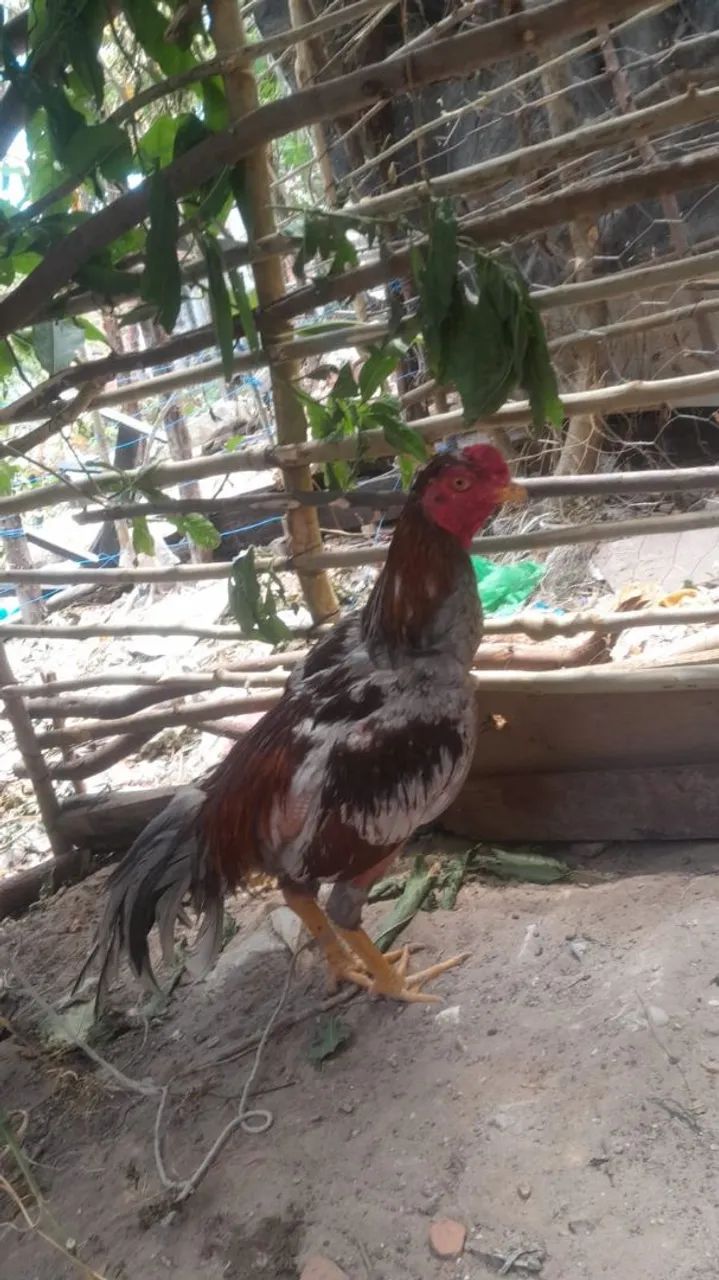 Frango de raça 