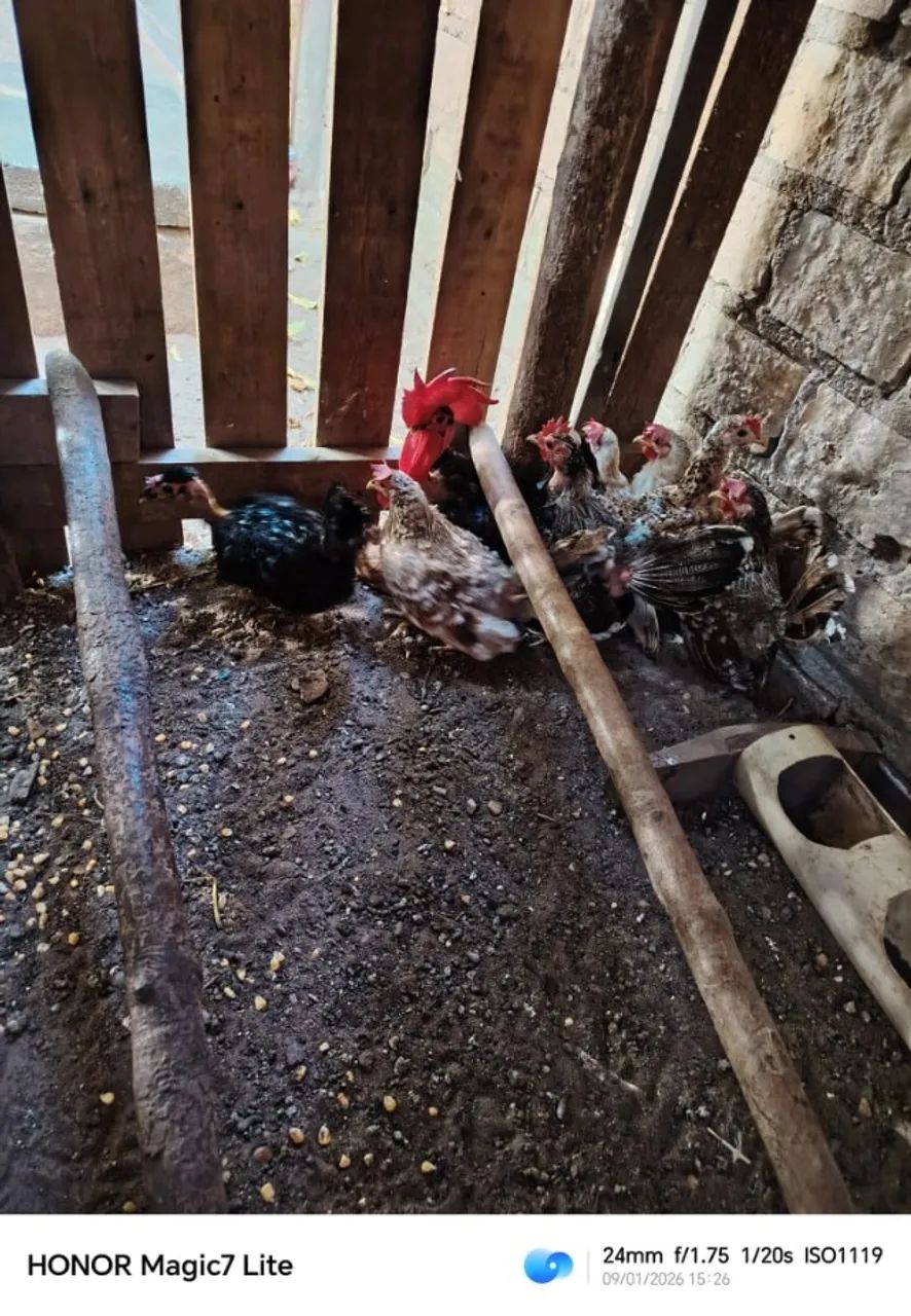 8 frangos 280Rs - Foto 3