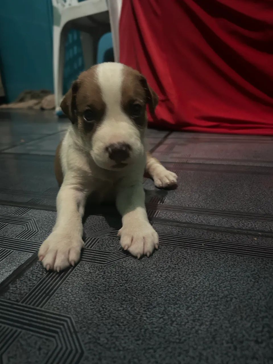 filhote de pitbull - Foto 3