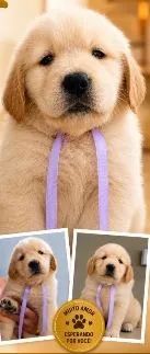GOLDEN RETRIVIER - Foto 4