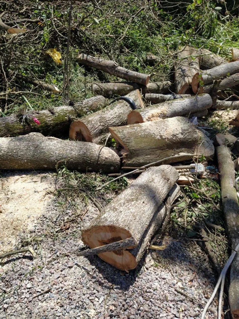 Corte e poda de árvore em geral  - Foto 5