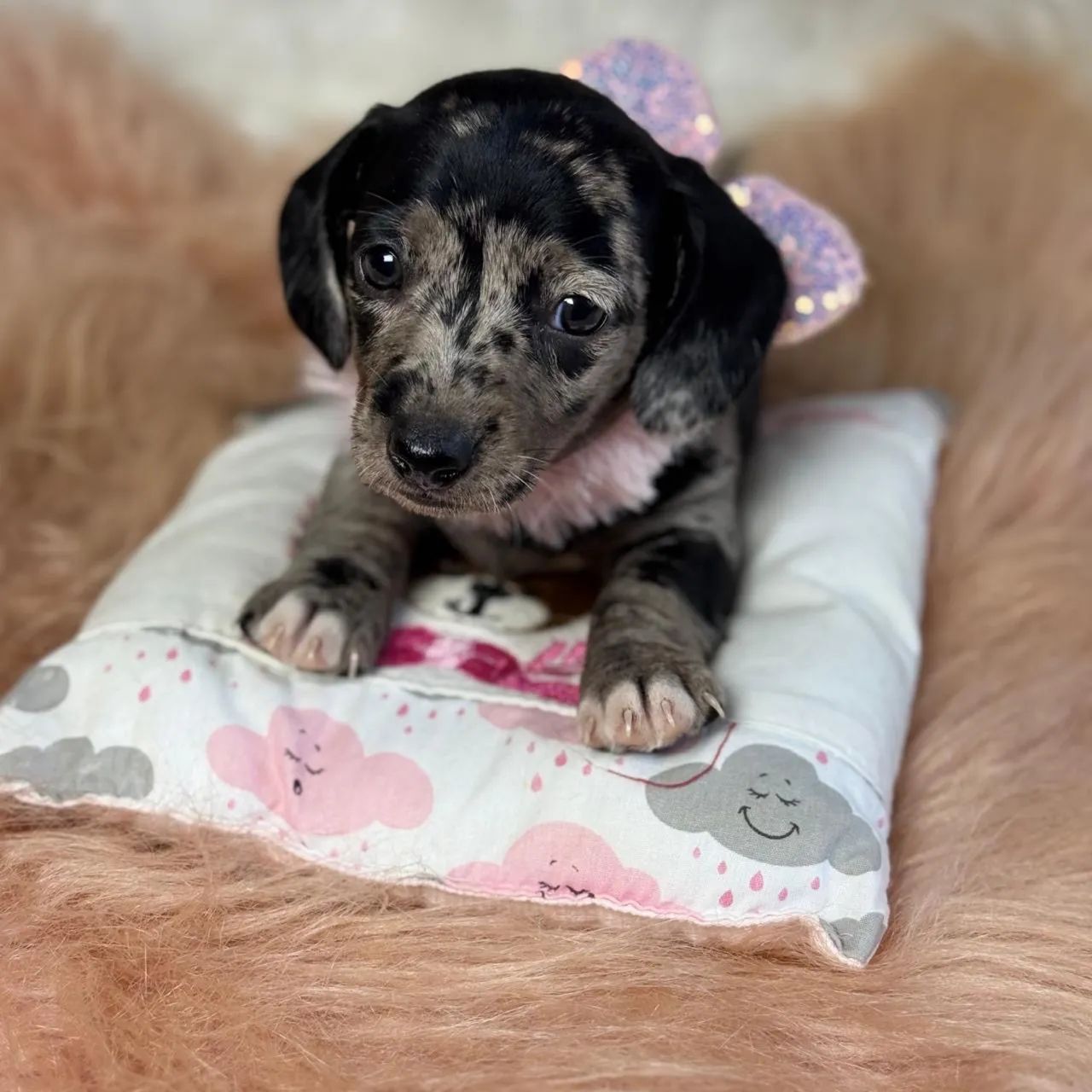 Dachshund Arlequim  - Foto 2