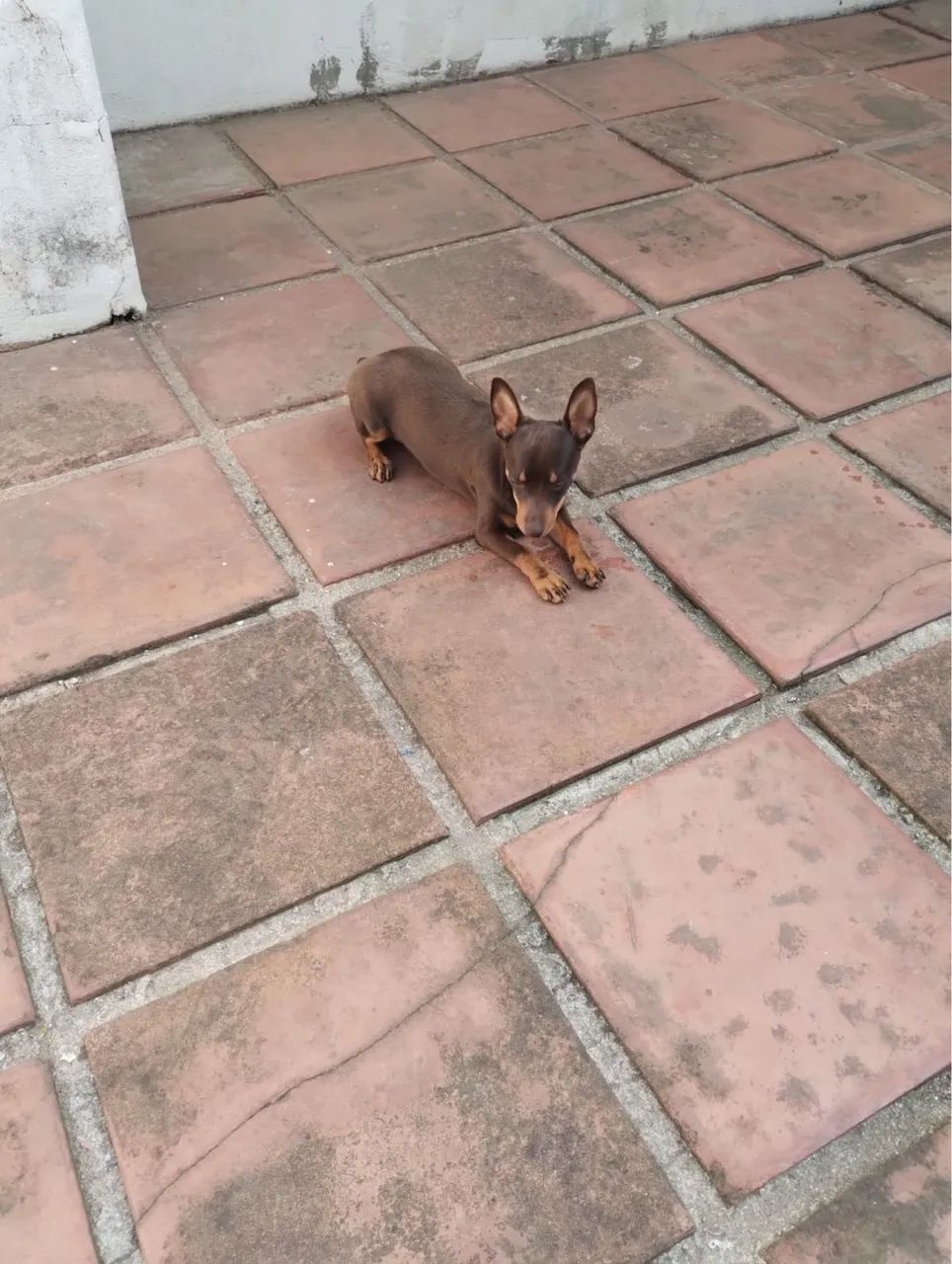 Filhote de Pinscher  
