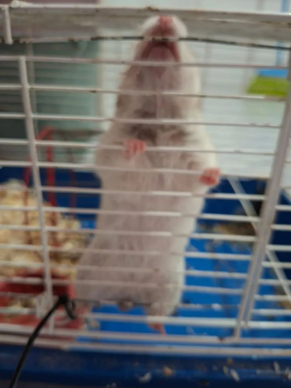Hamsters - Foto 4