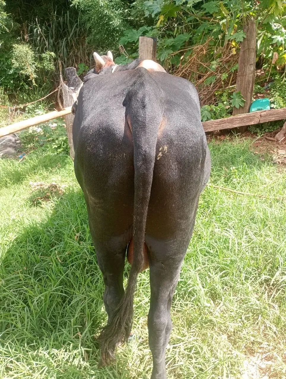 Touro mestiço jeyci e uma linda novilha gir - Foto 3