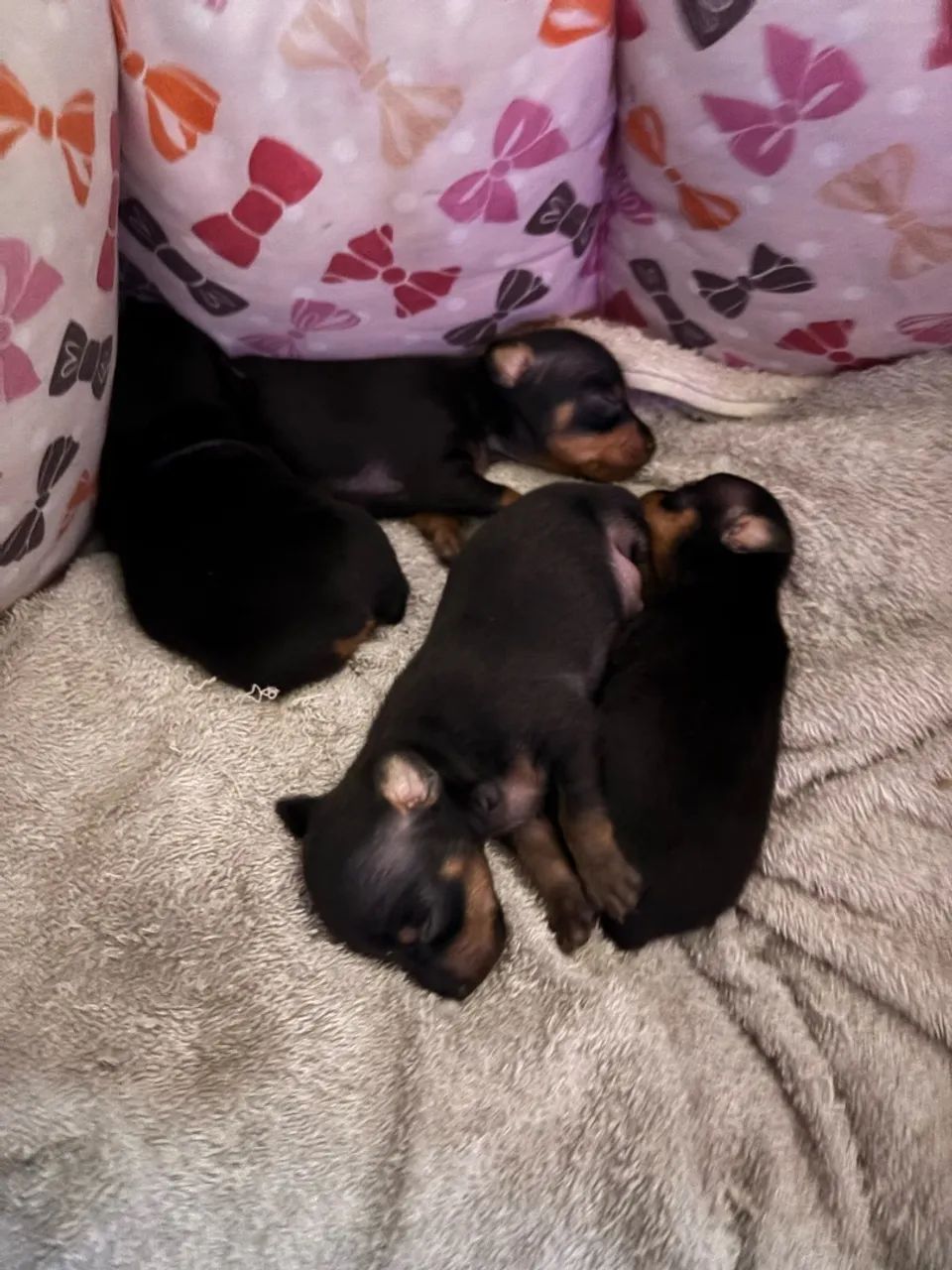 Pinscher macho - Foto 4