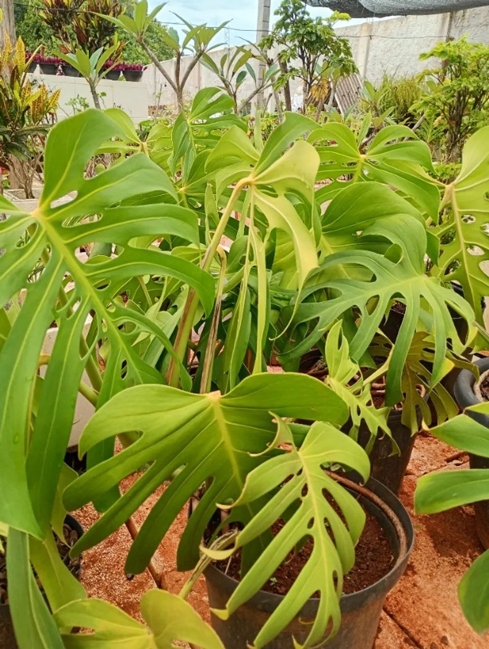 Plantas - Foto 4