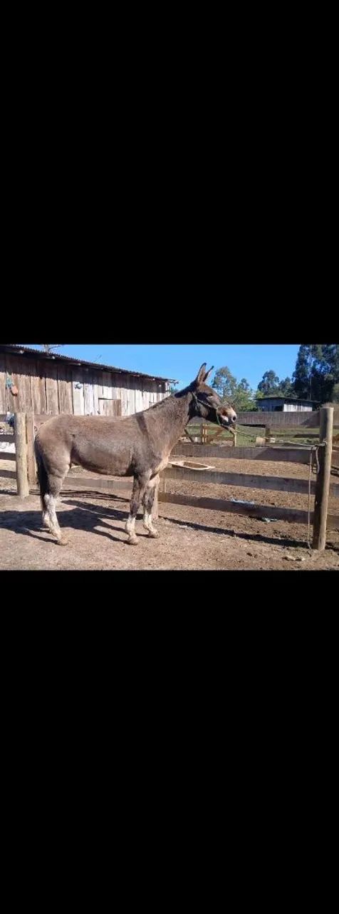 Vendo burro  - Foto 3