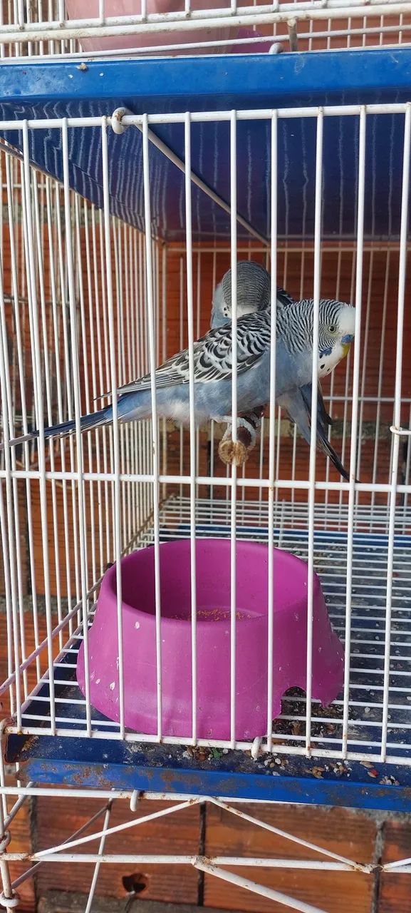 Gaiola  - Foto 4
