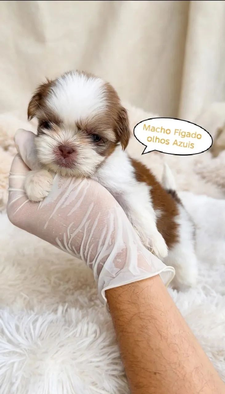 Shih-tzu Macho cor (Fígado, chocolate e Tricolor) - Foto 3