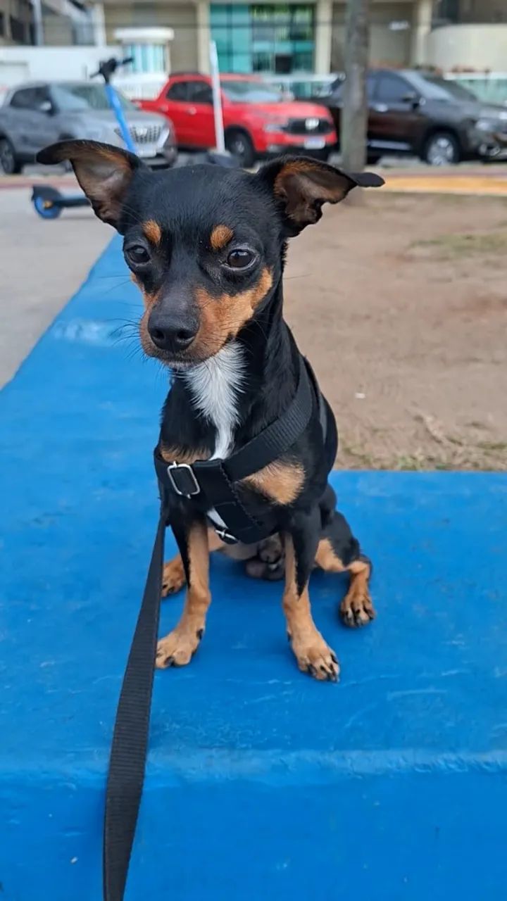 Adoção - Pingo (pinscher)