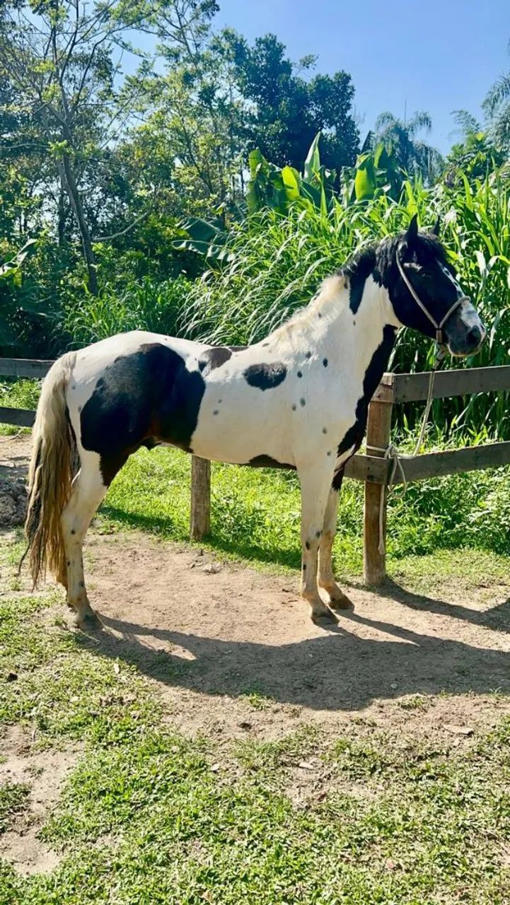 Cavalo capado (troco por moto) - Foto 3