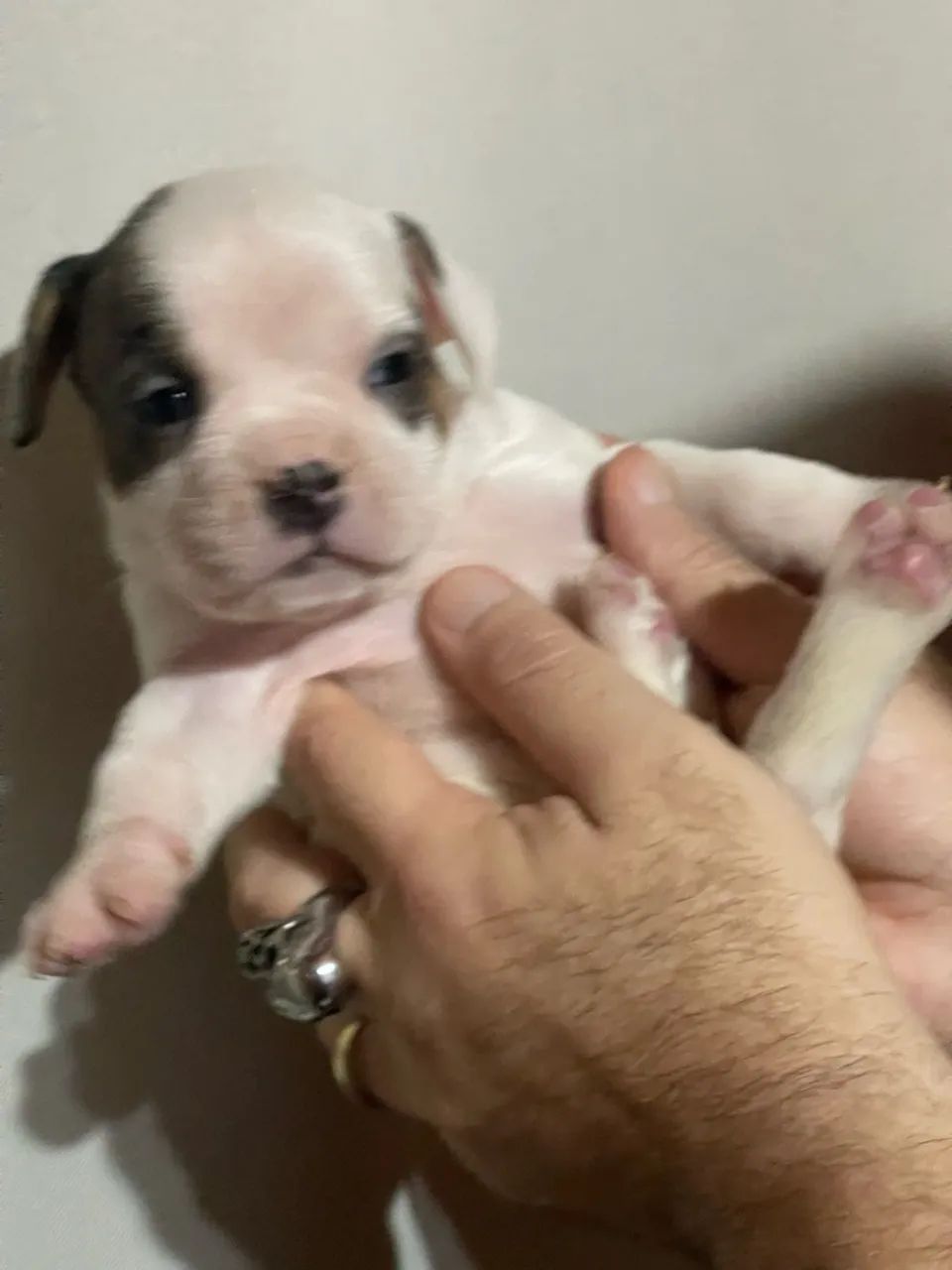 American bully exotic  - Foto 3