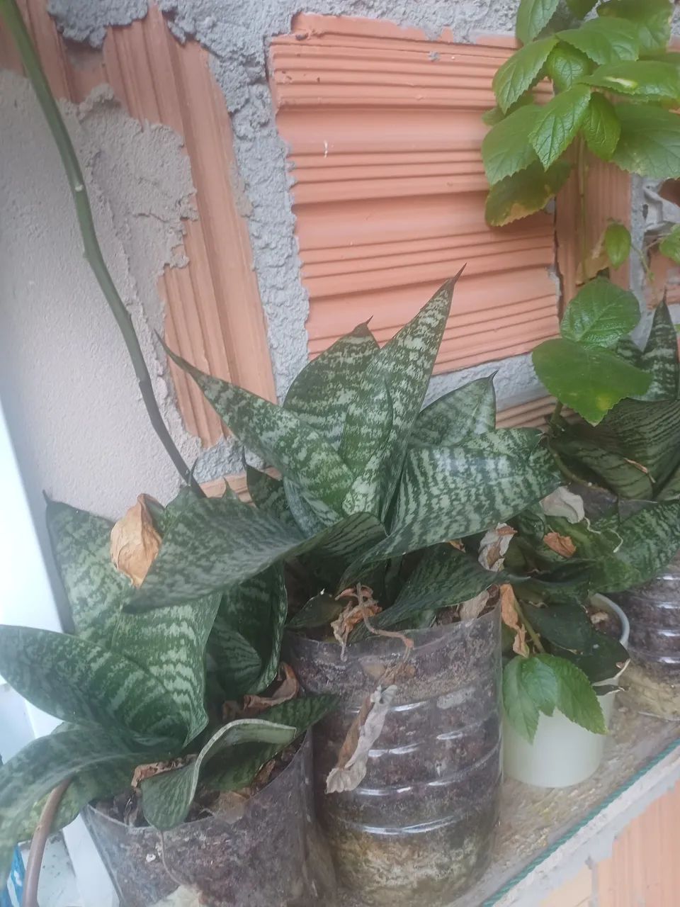 Plantas e mudas e no vaso - Foto 5