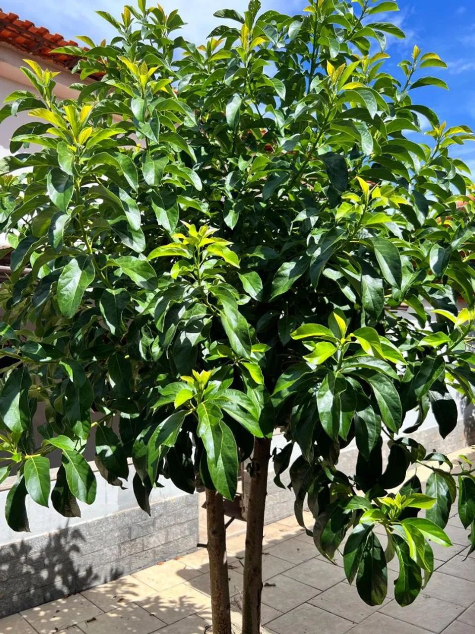 Foto - Maricá - Jardim Atlântico Central (Itaipuaçu)