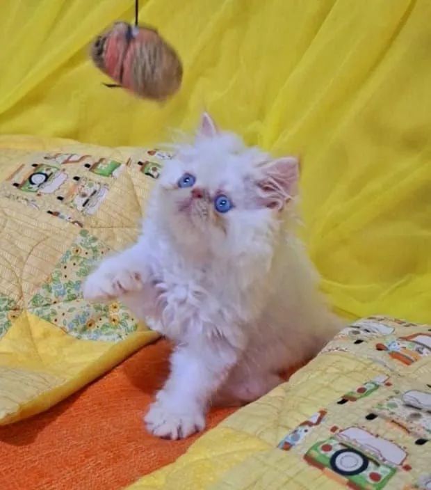 Filhote de gato persa macho - Foto 5
