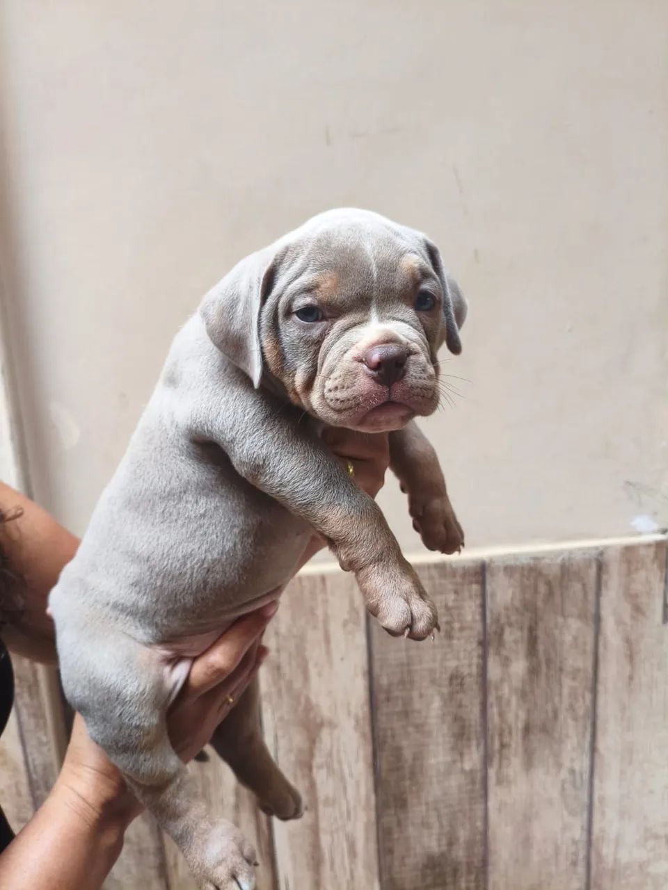 FILHOTES DE AMERICAN BULLY POCKET - Foto 3