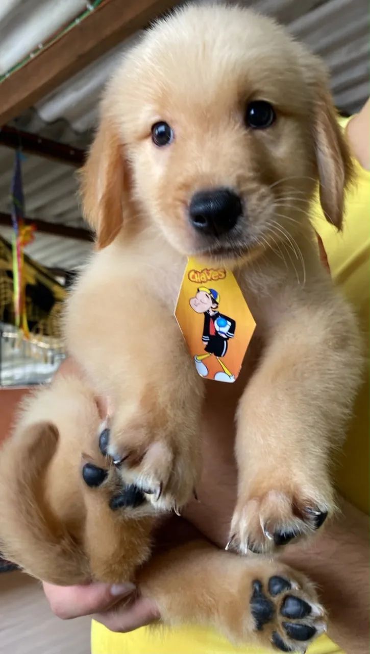 Golden Retriever  - Foto 3
