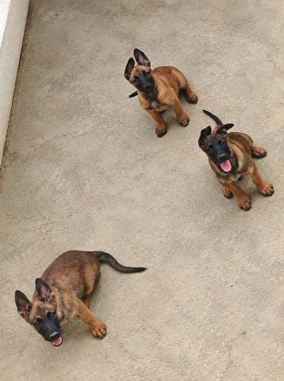 Pastor Belga Malinois - Foto 4